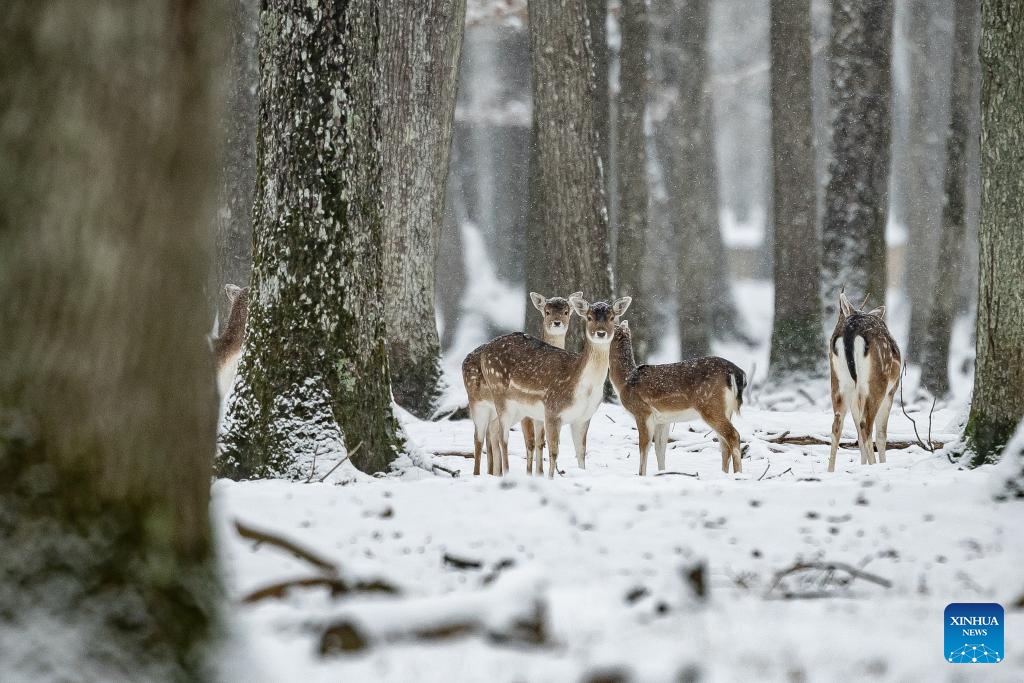 A herd of deer walk in the snow in the Rambouillet wildlife and forest park, near Paris, France, Jan. 9, 2024.(Photo: Xinhua)