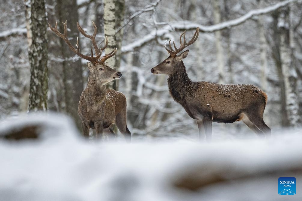 Two deer walk in the snow in the Rambouillet wildlife and forest park, near Paris, France, Jan. 9, 2024.(Photo: Xinhua)