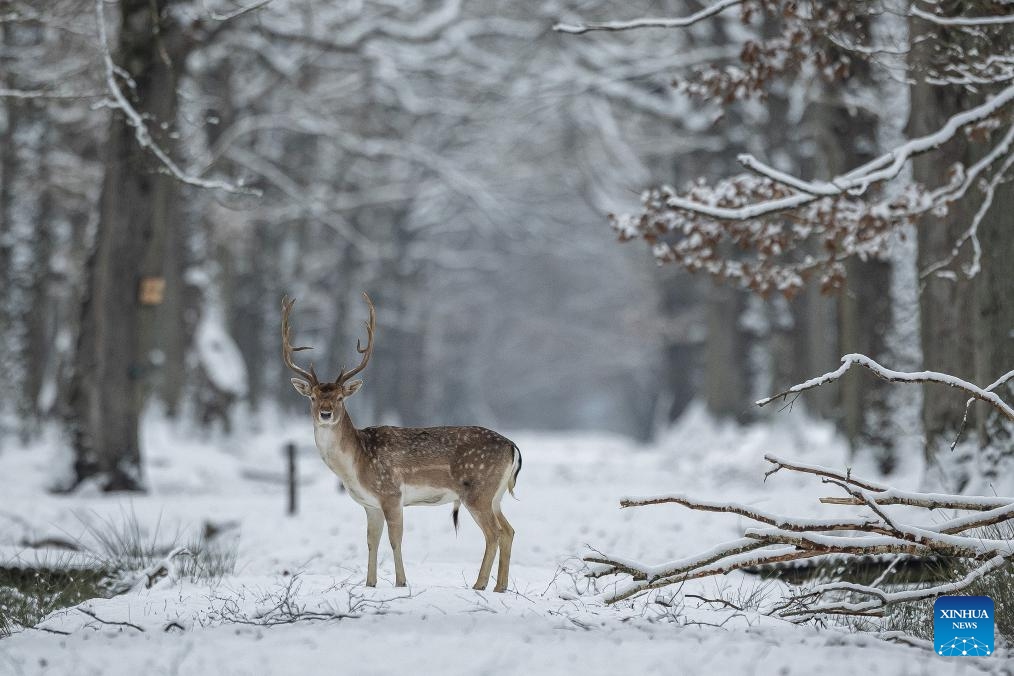 A deer walks in the snow in the Rambouillet wildlife and forest park, near Paris, France, Jan. 9, 2024.(Photo: Xinhua)