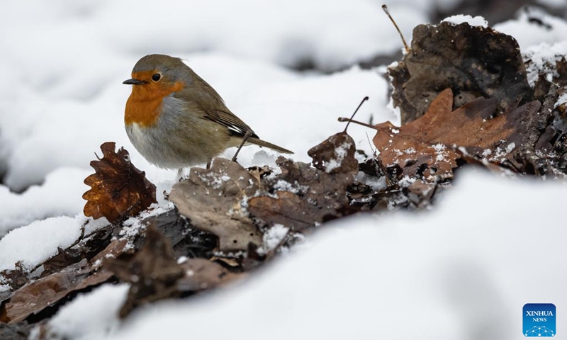 A robin walks in the snow in the Rambouillet wildlife and forest park, near Paris, France, Jan. 9, 2024.(Photo: Xinhua)