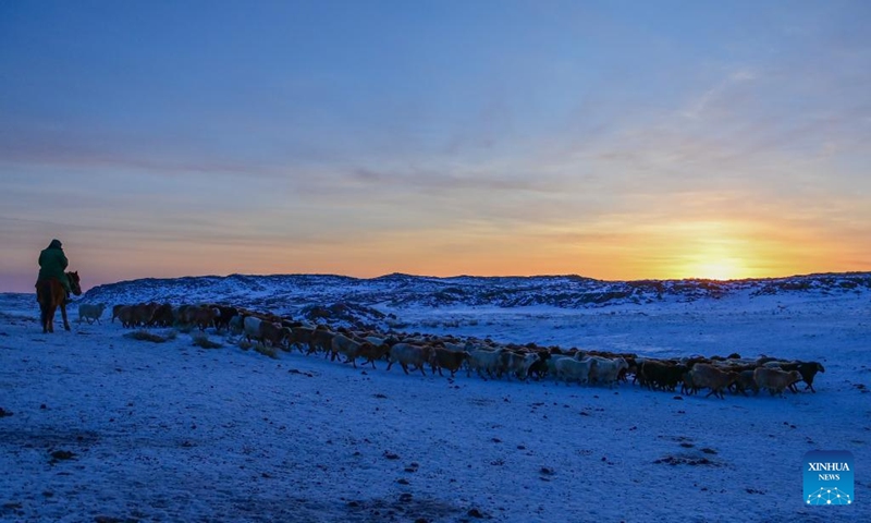 A herdsman grazes sheep in a pasture in Emin County, northwest China's Xinjiang Uygur Autonomous Region, Jan. 13, 2024.