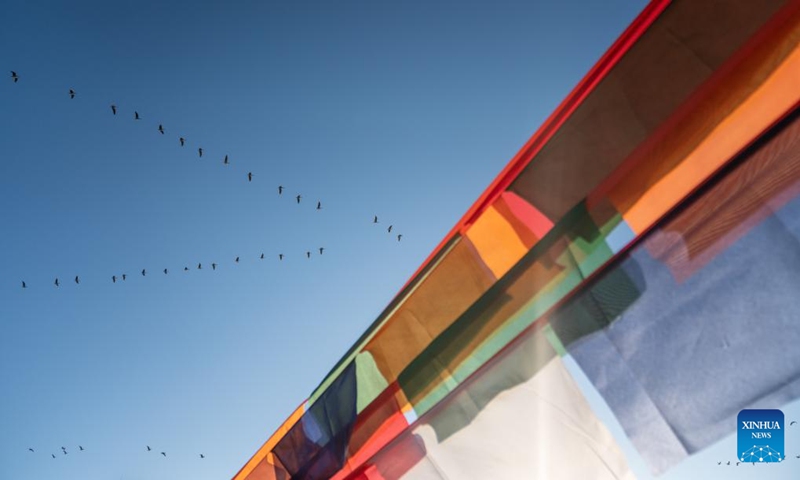 Bar-headed geese fly over prayer flags in Xigaze, southwest China's Xizang Autonomous Region, Jan. 14, 2024.