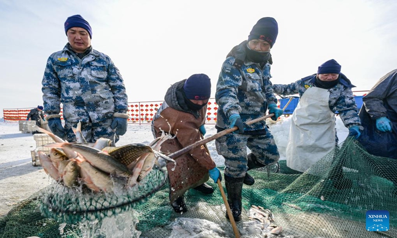 Staff members catch fishes at a fishery of Dalinor Lake in Chifeng City, north China's Inner Mongolia Autonomous Region, Jan. 13, 2024. A promotion event for tourism and winter fishing kicked off at the Dalinor Lake of Hexigten Banner in Chifeng. Featuring fishing, performance and other activities, this event attracted many tourists. (Xinhua/Peng Yuan)