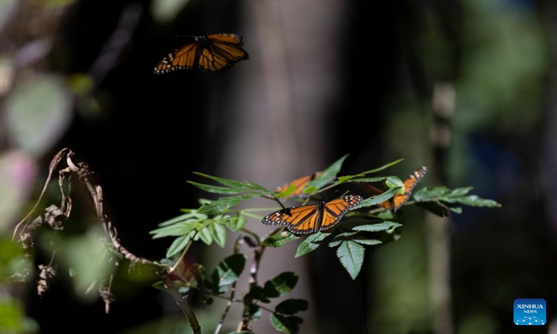 This photo taken on Jan. 12, 2024 shows a monarch butterfly in a monarch butterfly sanctuary in Temascaltepec, Mexico. (Xinhua/Li Mengxin)