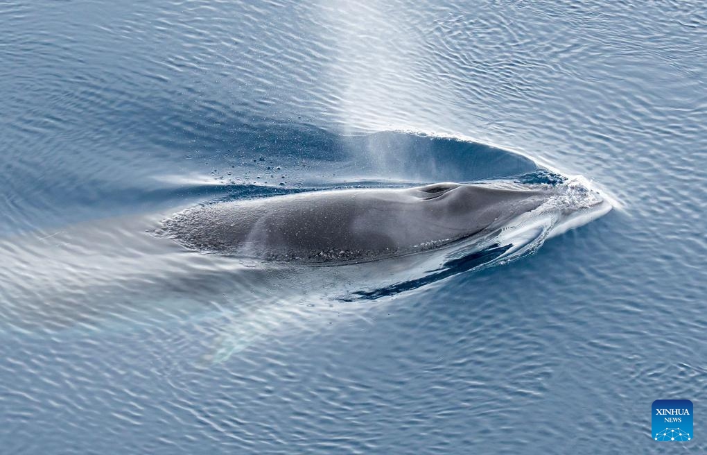 This photo taken on Jan. 6, 2024 shows a minke whale in the Amundsen Sea. China's research icebreaker Xuelong 2 is conducting an Antarctic expedition in the Amundsen Sea, where various animals can be spotted. (Photo by Li Jingshi/Xinhua)