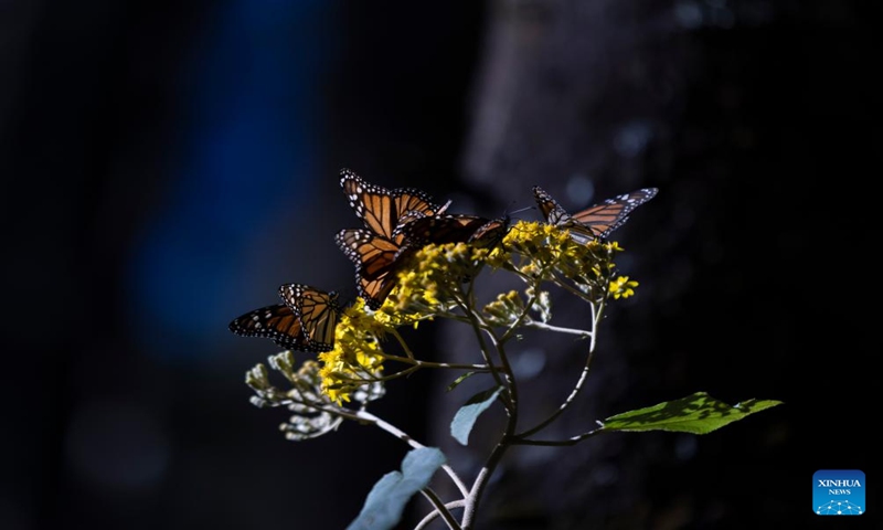 This photo taken on Jan. 12, 2024 shows a monarch butterfly in a monarch butterfly sanctuary in Temascaltepec, Mexico. (Xinhua/Li Mengxin)