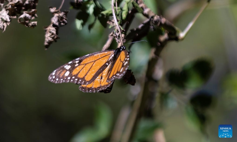 This photo taken on Jan. 12, 2024 shows a monarch butterfly in a monarch butterfly sanctuary in Temascaltepec, Mexico. (Xinhua/Li Mengxin)