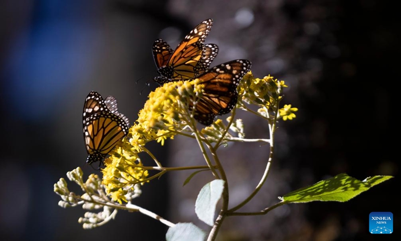 This photo taken on Jan. 12, 2024 shows a monarch butterfly in a monarch butterfly sanctuary in Temascaltepec, Mexico. (Xinhua/Li Mengxin)