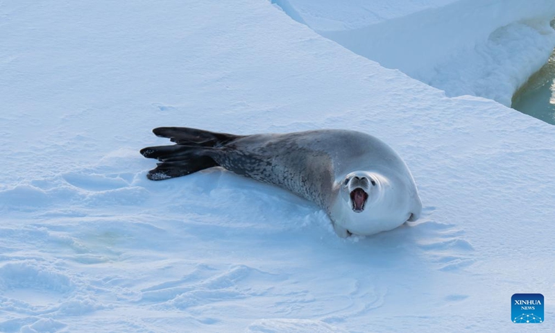 This photo taken on Jan. 12, 2024 shows a seal in the Amundsen Sea. China's research icebreaker Xuelong 2 is conducting an Antarctic expedition in the Amundsen Sea, where various animals can be spotted. (Photo by Li Jingshi/Xinhua)
