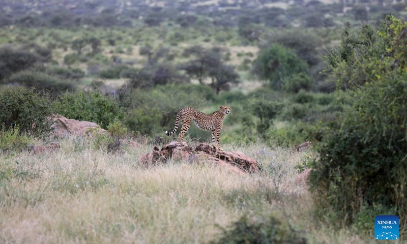 This photo taken on Jan. 13, 2024 shows a cheetah at Samburu National Reserve, north of Kenya. (Xinhua/Dong Jianghui)