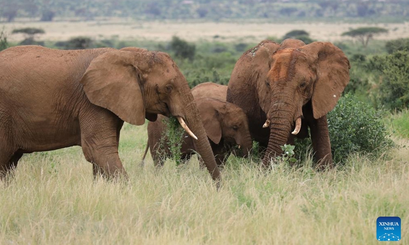 This photo taken on Jan. 13, 2024 shows elephants at Samburu National Reserve, north of Kenya. (Xinhua/Dong Jianghui)