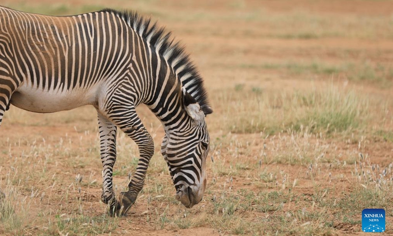 This photo taken on Jan. 14, 2024 shows a Grevy zebra at Samburu National Reserve, north of Kenya. (Xinhua/Dong Jianghui)