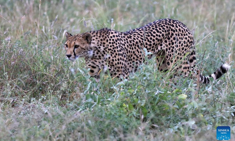 This photo taken on Jan. 13, 2024 shows a cheetah at Samburu National Reserve, north of Kenya. (Xinhua/Dong Jianghui)