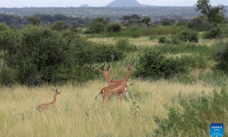 This photo taken on Jan. 13, 2024 shows gerenuks at Samburu National Reserve, north of Kenya. (Xinhua/Dong Jianghui)
