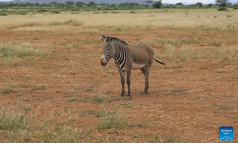 This photo taken on Jan. 14, 2024 shows a Grevy zebra at Samburu National Reserve, north of Kenya. (Xinhua/Dong Jianghui)