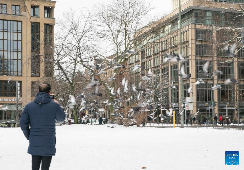 A man records flying pigeons in Frankfurt, Germany, Jan. 18, 2024. Snow fell in Frankfurt on Thursday.(Photo: Xinhua)