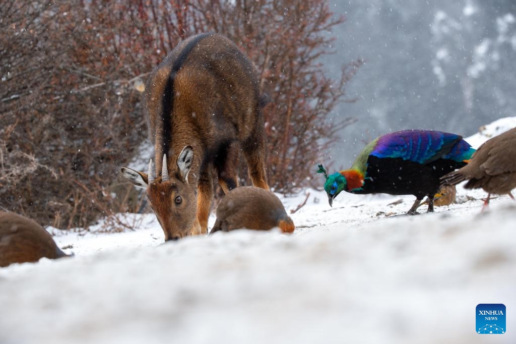 A Himalayan monal and a Himalayan goral are pictured in Shannan City of southwest China's Xizang Autonomous Region, Jan. 17, 2024.(Photo: Xinhua)