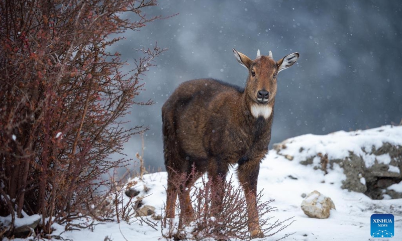 A Himalayan goral is pictured in Shannan City of southwest China's Xizang Autonomous Region, Jan. 17, 2024.(Photo: Xinhua)
