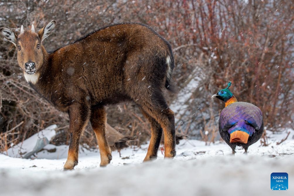 A Himalayan monal and a Himalayan goral are pictured in Shannan City of southwest China's Xizang Autonomous Region, Jan. 17, 2024.(Photo: Xinhua)