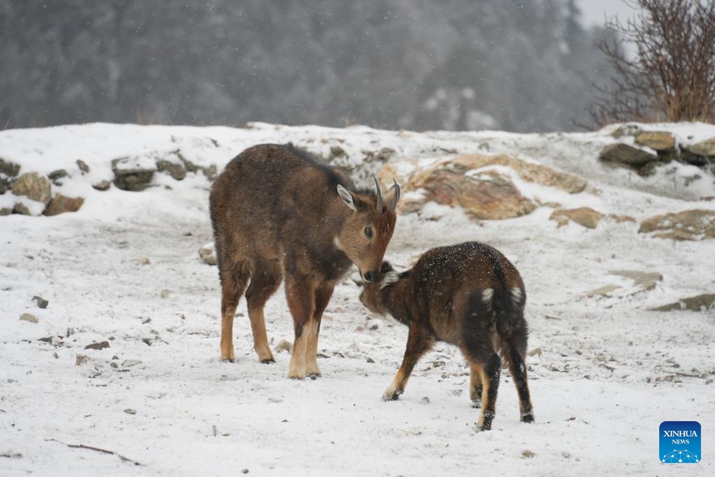 Himalayan gorals are pictured in Shannan City of southwest China's Xizang Autonomous Region, Jan. 17, 2024.(Photo: Xinhua)
