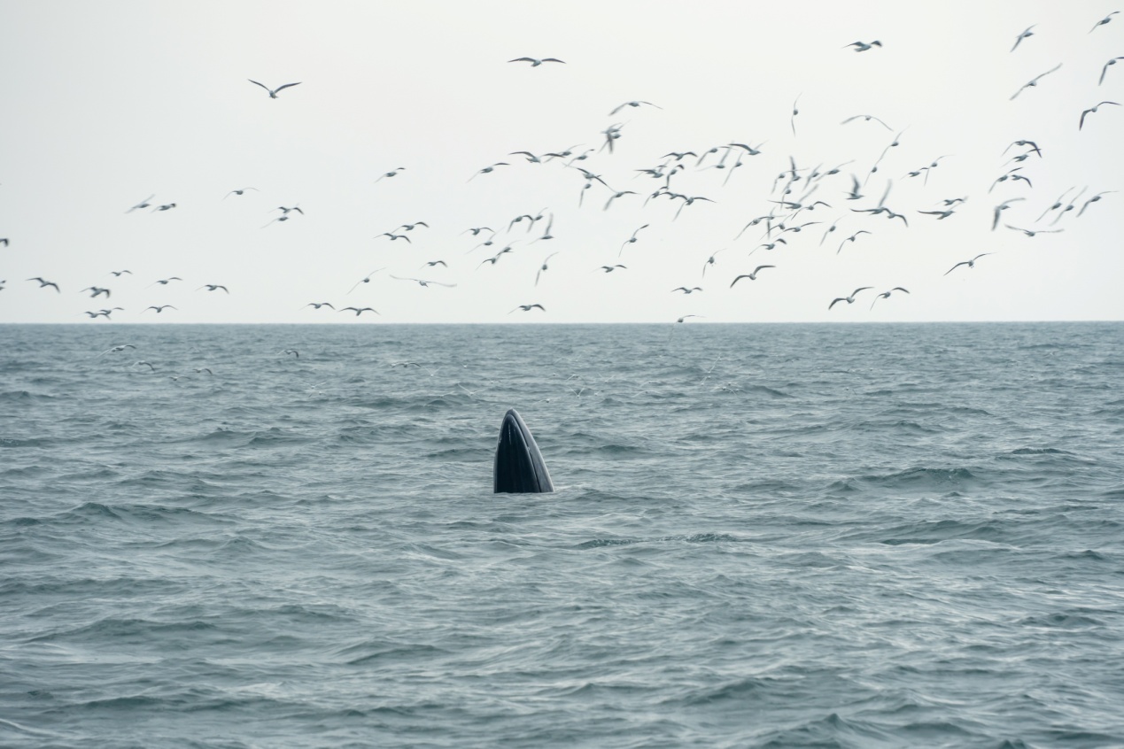 A Bryde's whale off Weizhou Island in South China's Guangxi Zhuang Autonomous Region, seen on January 20, 2024 Photo: Courtesy of Whale Circus 