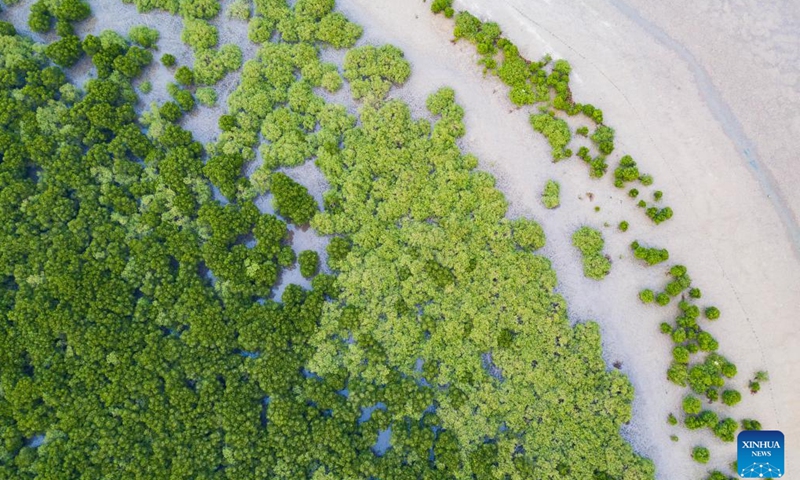 An aerial drone photo taken on Feb. 1, 2024 shows mangroves at the Dongzhaigang National Nature Reserve in Haikou, south China's Hainan Province.