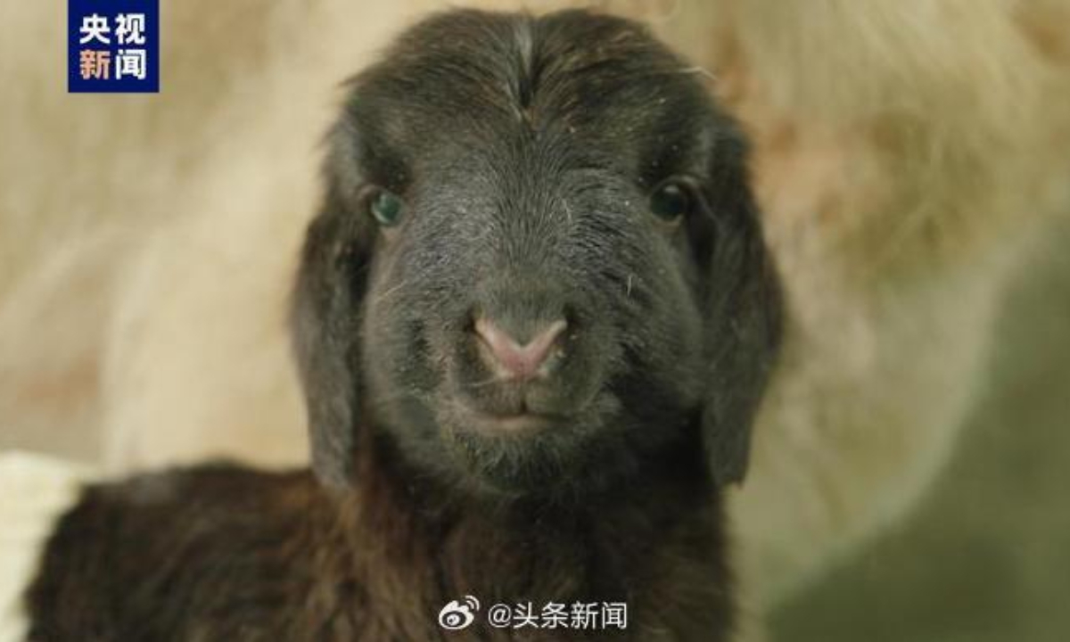 World’s first cloned Tibetan sheep is born in Northwest China’s Qinghai Province. Photo: Sina Weibo