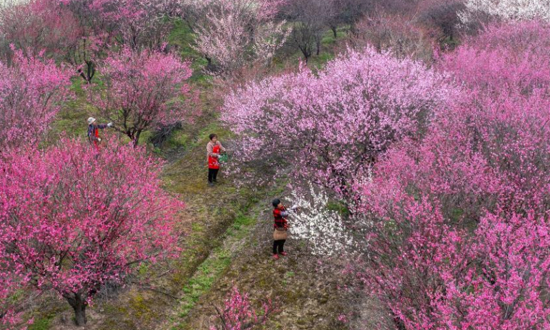 An aerial drone photo taken on Feb. 19, 2024 shows farmers picking plum flowers for perfume making at a garden in Changxing County, east China's Zhejiang Province. Farmers across China are busy with agricultural production as the day of Yushui (Rain Water), the second of the 24 solar terms in the Chinese lunar calendar, came on Monday this year. (Photo by Tan Yunfeng/Xinhua)

