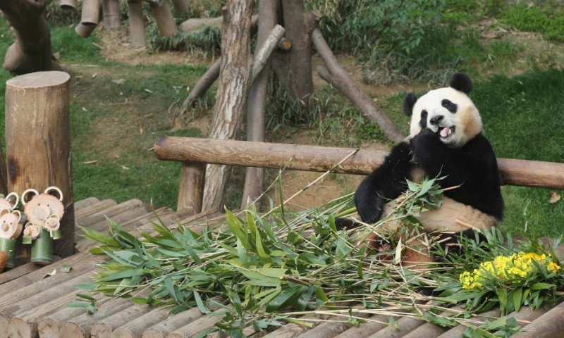 Giant panda Fu Bao eats food at Everland theme park in Yongin, South Korea, March 3, 2024. Fu Bao is scheduled to return to China in April. (Xinhua/Yao Qilin)