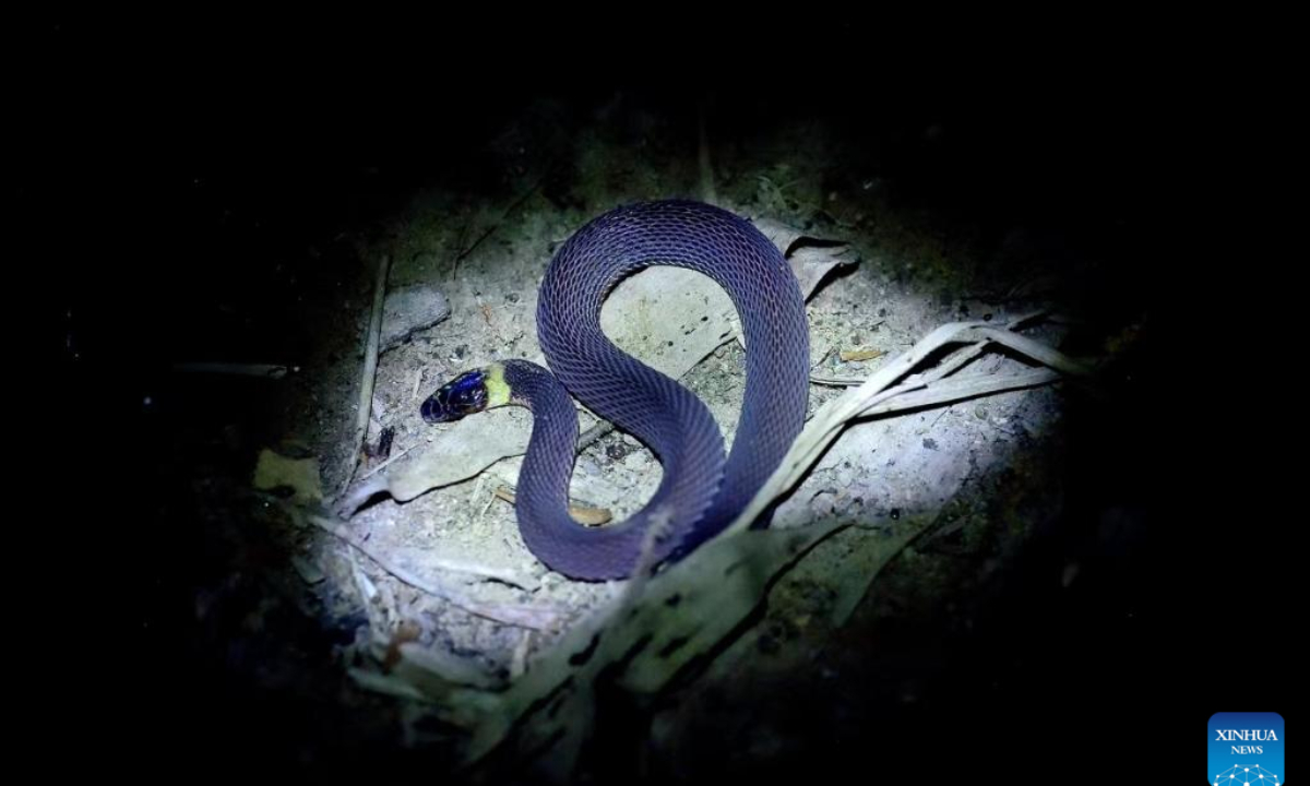 This undated photo shows Achalinus nanshanensis in central China's Hunan Province. Photo:Xinhua