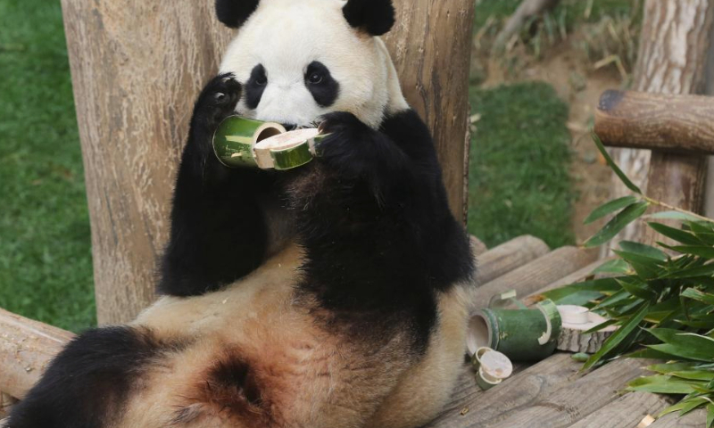 Giant panda Fu Bao eats food at Everland theme park in Yongin, South Korea, March 3, 2024. Fu Bao is scheduled to return to China in April. (Xinhua/Yao Qilin)