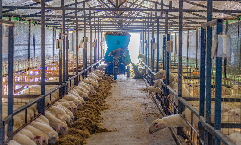 A worker feeds sheep with a forage delivery truck at a breeding base in Shuanggou town, East China’s Jiangsu Province, on March 3, 2024. In recent years, the town has developed a large-scale and intensive sheep breeding industry, and nearly 10,000 sheep are raised and slaughtered every year. Photo: VCG