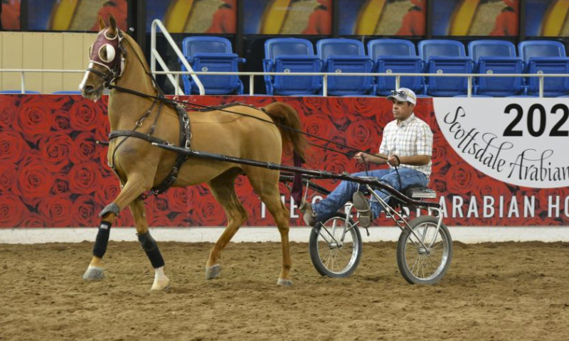 A rider imitates the medieval chariot driving technique during the Scottsdale Arabian Horse Show in Scottsdale, Arizona, the United States, on Feb. 15, 2024. The Scottsdale Arabian Horse Show is held here from Feb. 15 to Feb. 25, featuring competitions among Arabian horses, a shopping expo and more. (Photo by Sui Xuguang/Xinhua)
