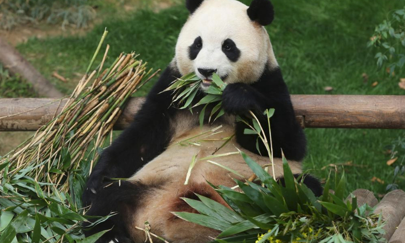 Giant panda Fu Bao eats food at Everland theme park in Yongin, South Korea, March 3, 2024. Fu Bao is scheduled to return to China in April. (Xinhua/Yao Qilin)