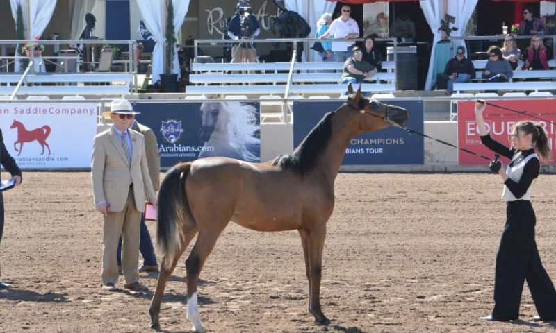 An Arabian horse is seen in a beauty pageant during the Scottsdale Arabian Horse Show in Scottsdale, Arizona, the United States, on Feb. 15, 2024. The Scottsdale Arabian Horse Show is held here from Feb. 15 to Feb. 25, featuring competitions among Arabian horses, a shopping expo and more. (Photo by Sui Xuguang/Xinhua)