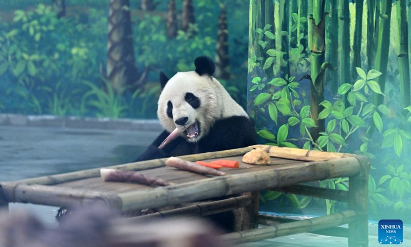 Giant panda Ge Ge eats bamboo shoots at Tianjin Zoo in north China's Tianjin, Jan. 21, 2024. The giant panda house in the zoo reopened after three months of renovation. (Xinhua/Li Ran)