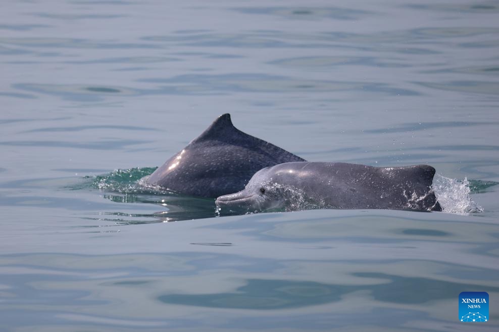 Chinese white dolphins are seen at sea to the southwest of Hainan Island, south China, Jan. 19, 2024. The Chinese white dolphin, nicknamed giant panda in the sea, lives mainly in sea areas in southeast China and is guarded under first-class state protection. (Photo: Xinhua)