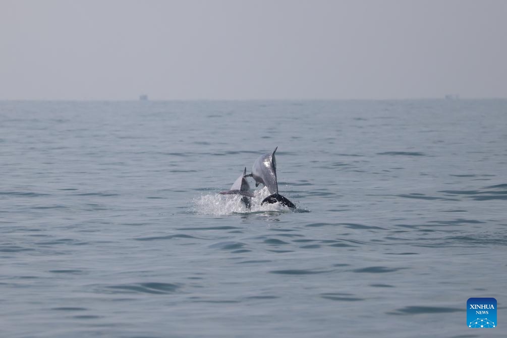 Chinese white dolphins are seen at sea to the southwest of Hainan Island, south China, Jan. 19, 2024. The Chinese white dolphin, nicknamed giant panda in the sea, lives mainly in sea areas in southeast China and is guarded under first-class state protection. (Photo: Xinhua)
