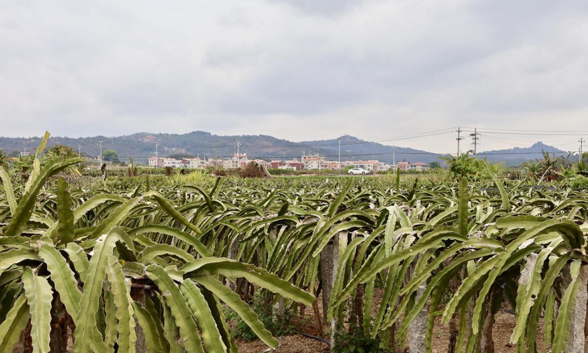 A view of Dazhai village fire dragon fruit planting base in Xiamen, East China's Fujian Province. Photo: Lin Xiaoyi/GT