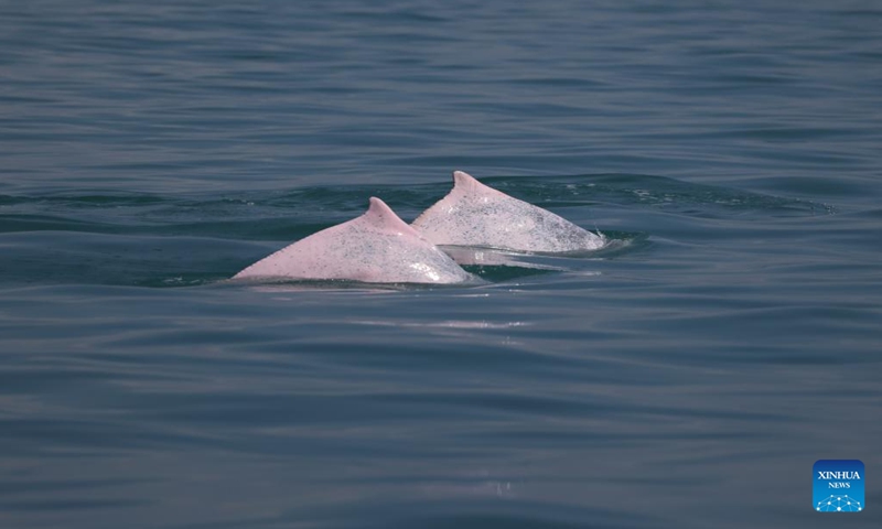 Chinese white dolphins are seen at sea to the southwest of Hainan Island, south China, Jan. 19, 2024. The Chinese white dolphin, nicknamed giant panda in the sea, lives mainly in sea areas in southeast China and is guarded under first-class state protection. (Photo: Xinhua)
