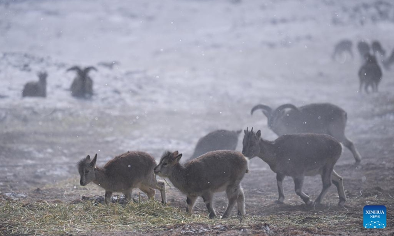 Blue sheep are pictured on Mt. Gangshika in Menyuan Hui Autonomous County, northwest China's Qinghai Province, Jan. 23, 2024.(Photo: Xinhua)