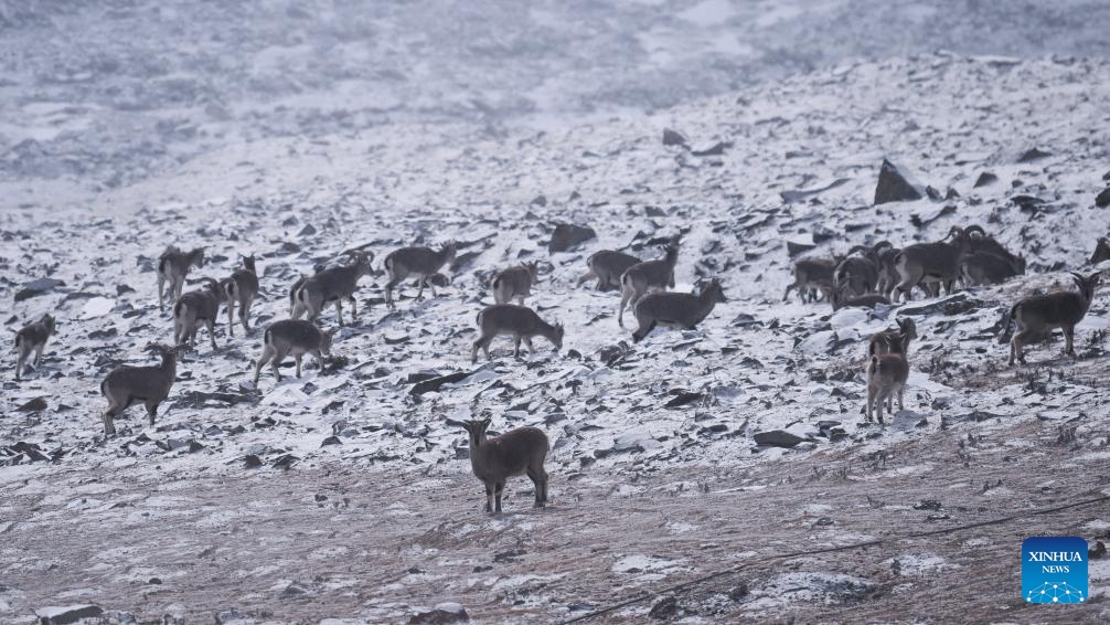 Blue sheep are pictured on Mt. Gangshika in Menyuan Hui Autonomous County, northwest China's Qinghai Province, Jan. 23, 2024.(Photo: Xinhua)