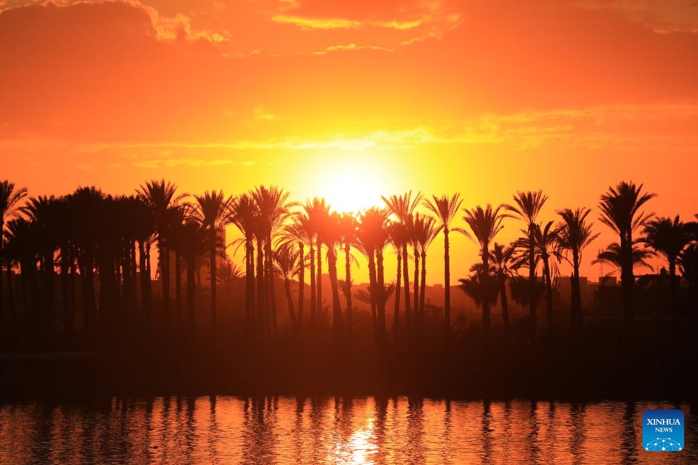 Date trees are silhouetted against sunset in Cairo, Egypt, on Jan. 24, 2024.(Photo: Xinhua)