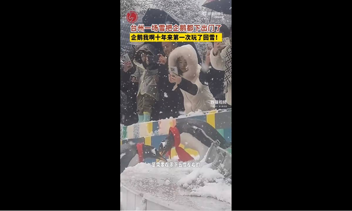 Penguins walk outside after snowfall in East China's Taizhou Photo: Screenshot from Tieji Video