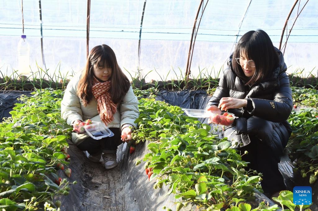 Visitors harvest strawberries at a greenhouse in Pinggu District of Beijing, capital of China, on Jan. 25, 2024. Farmers here are busy harvesting greenhouse-cultivated strawberries to meet the customers' needs for the upcoming Spring Festival holiday.(Photo: Xinhua)