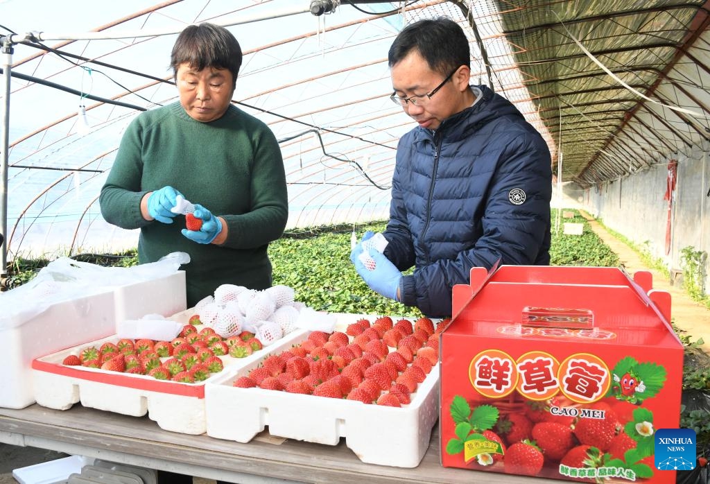 Farmers pack newly harvested strawberries at a greenhouse in Pinggu District of Beijing, capital of China, on Jan. 25, 2024. Farmers here are busy harvesting greenhouse-cultivated strawberries to meet the customers' needs for the upcoming Spring Festival holiday.(Photo: Xinhua)