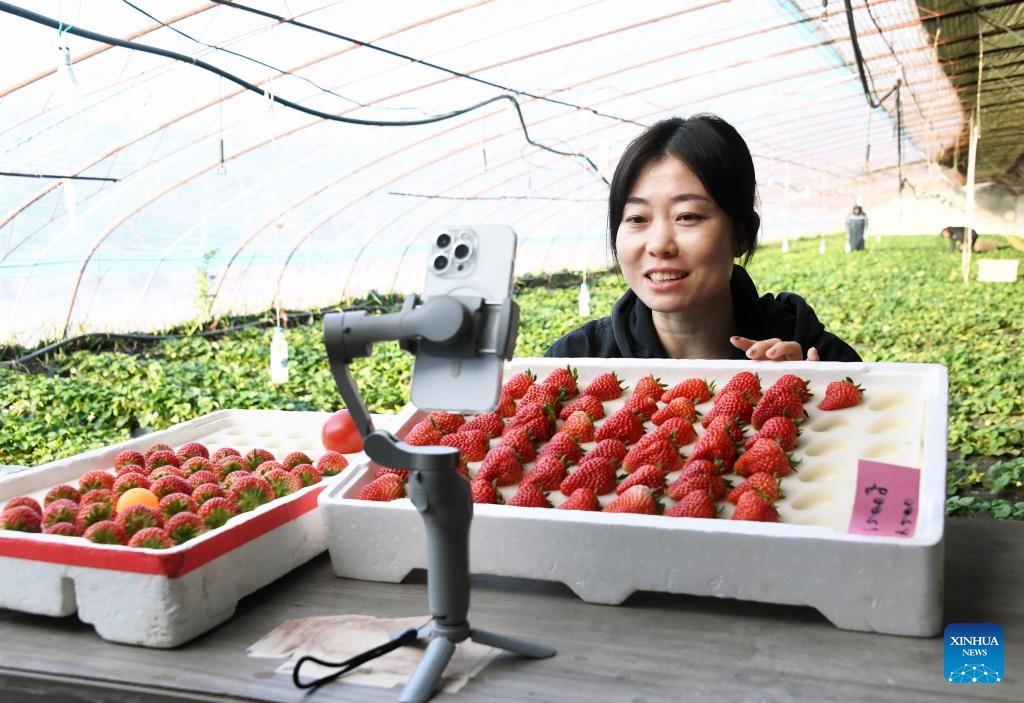A staff member promotes strawberries via livestreaming at a greenhouse in Pinggu District of Beijing, capital of China, on Jan. 25, 2024. Farmers here are busy harvesting greenhouse-cultivated strawberries to meet the customers' needs for the upcoming Spring Festival holiday.(Photo: Xinhua)