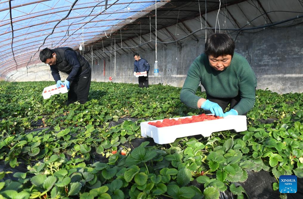 Farmers harvest strawberries at a greenhouse in Pinggu District of Beijing, capital of China, on Jan. 25, 2024. Farmers here are busy harvesting greenhouse-cultivated strawberries to meet the customers' needs for the upcoming Spring Festival holiday.(Photo: Xinhua)