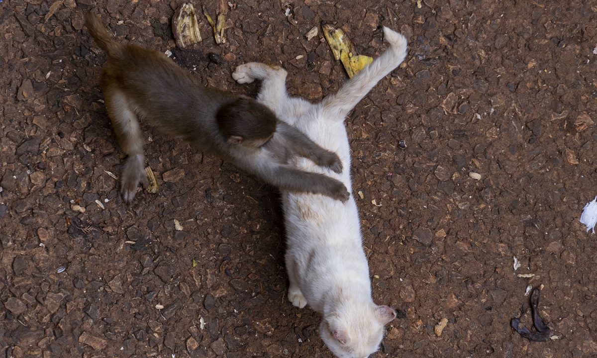 A photo of a monkey and a cat in the Kunming zoo. Photo: VCG