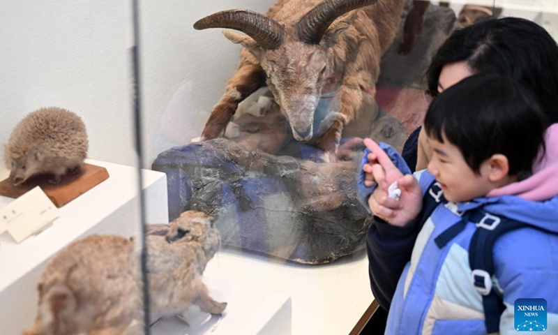 Tourists view animal specimens at the Beijiang Museum in north China's Tianjin Municipality, Jan. 27, 2024.The century-old Beijiang Museum was founded by French Catholic Jesuit priest and naturalist Paul Emile Licent in 1914 when it was among the finest museums in the world and the accolades continued into the 1920s and 1930s. The museum has collected more than 200,000 specimens of animals, plants, ancient humans, rocks and minerals. (Xinhua/Li Ran)